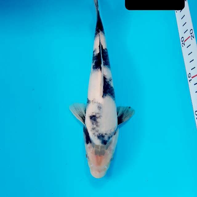 Shiro 26 cm
