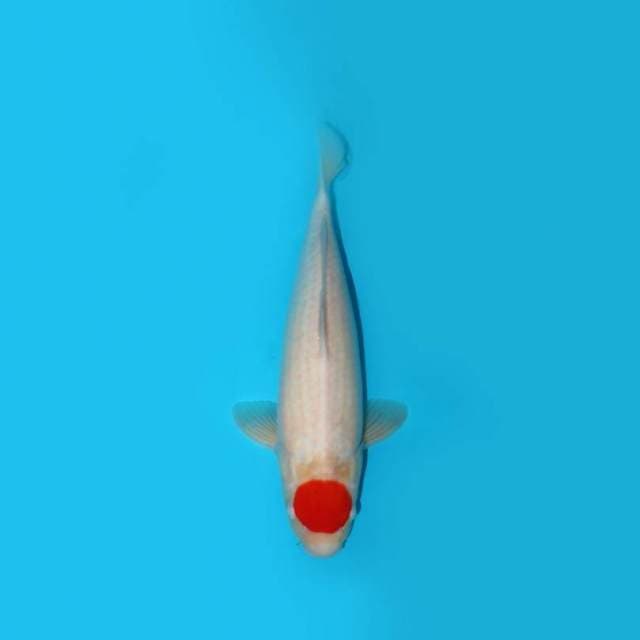 Tancho Kohaku 39 Cm