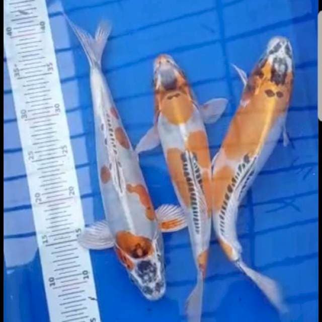 Kikokuryu..bohay2