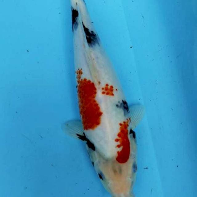 SHOWA 33CM
