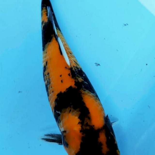 SHOWA 36cm