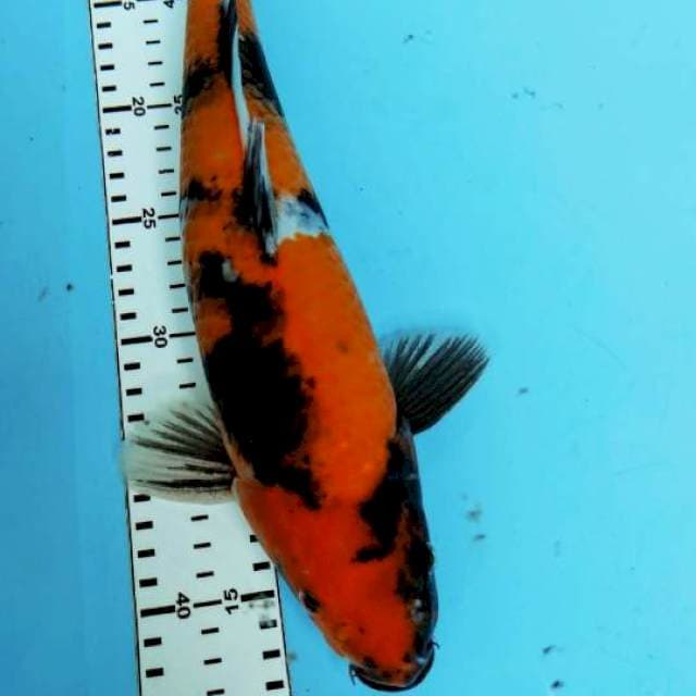 SHOWA 36CM