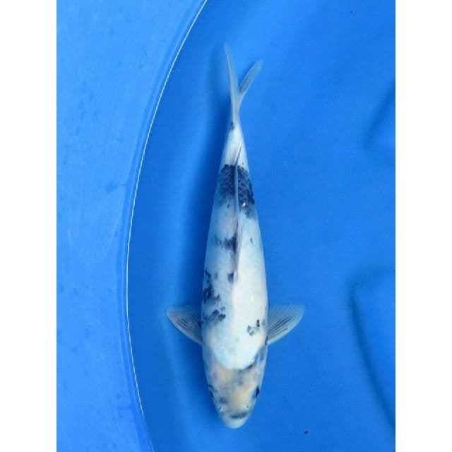 Shiro F1 Male - 35cm