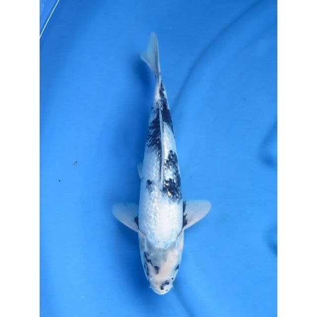 Shiro Ginrin Male - 34cm