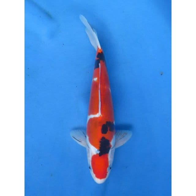 Doitsu Murni Male - 32cm