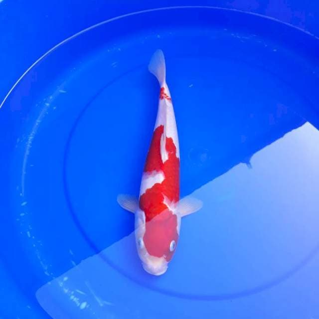 Kohaku