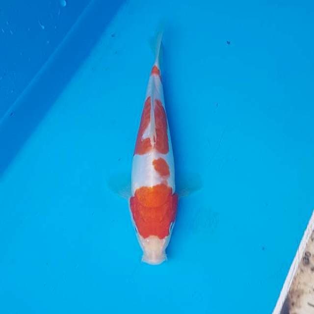 Kohaku doitsu