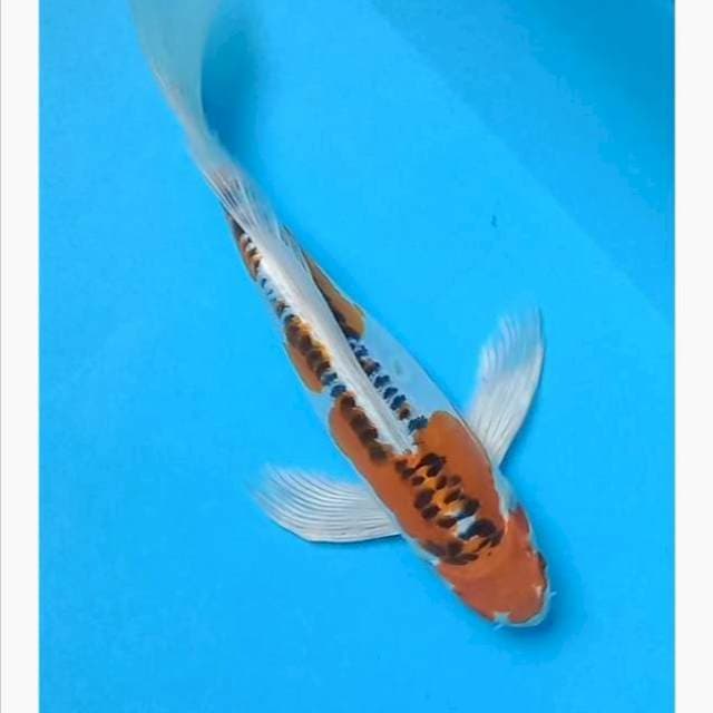 Kiko kumpay