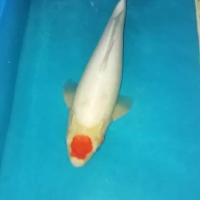 Tancho kohaku 45cm female original