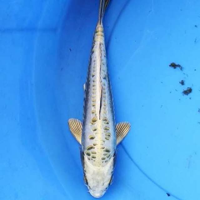 Aragoke 03 30 cm