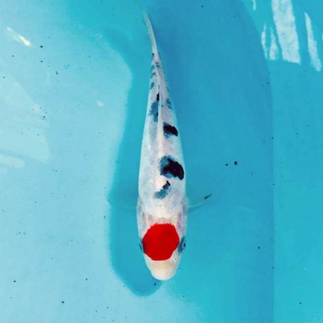 Tancho Sanke Doit, 18 cm