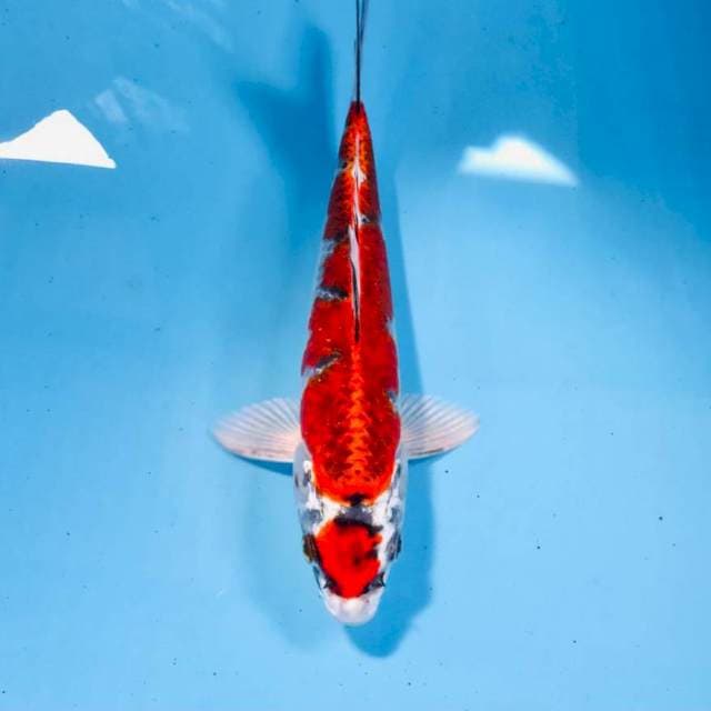 Kujaku, 23 cm
