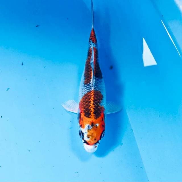 Kujaku, 19 cm