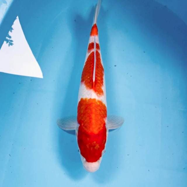 Kohaku, 35 cm
