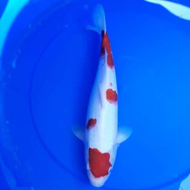 Kohaku