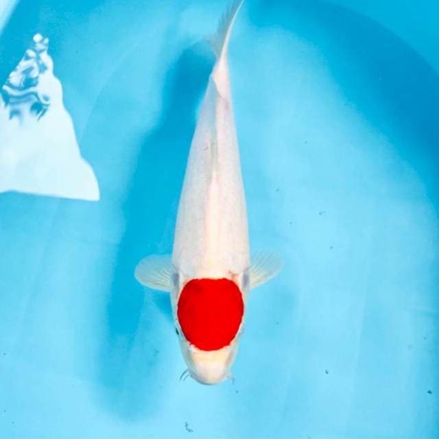 Tancho Kohaku, 33 cm