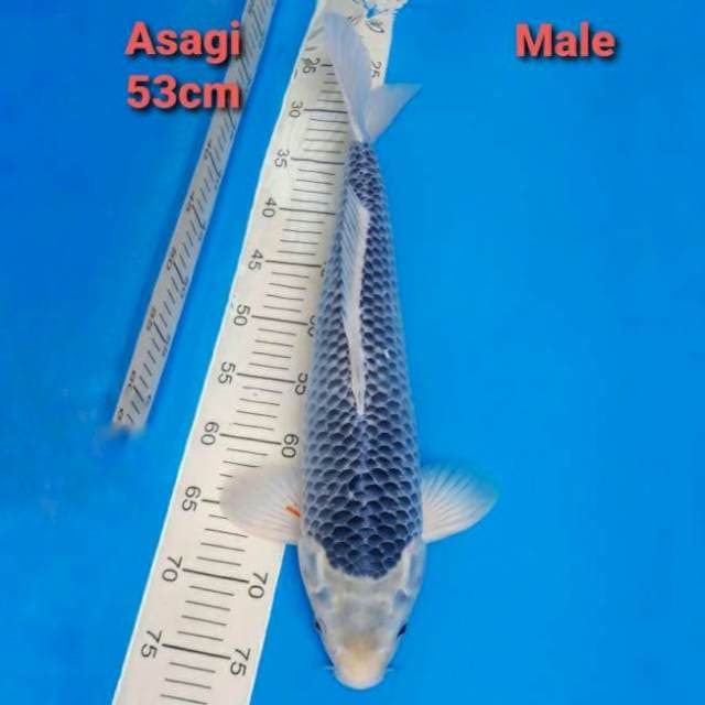 Asagi 53cm Male