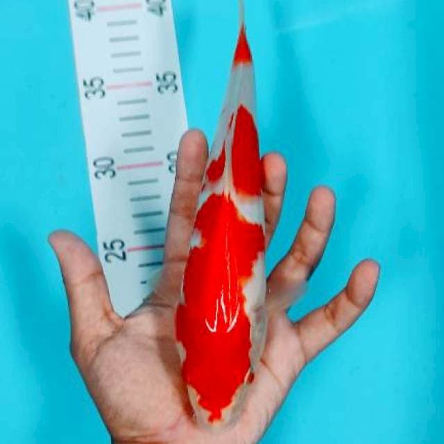 Kohaku