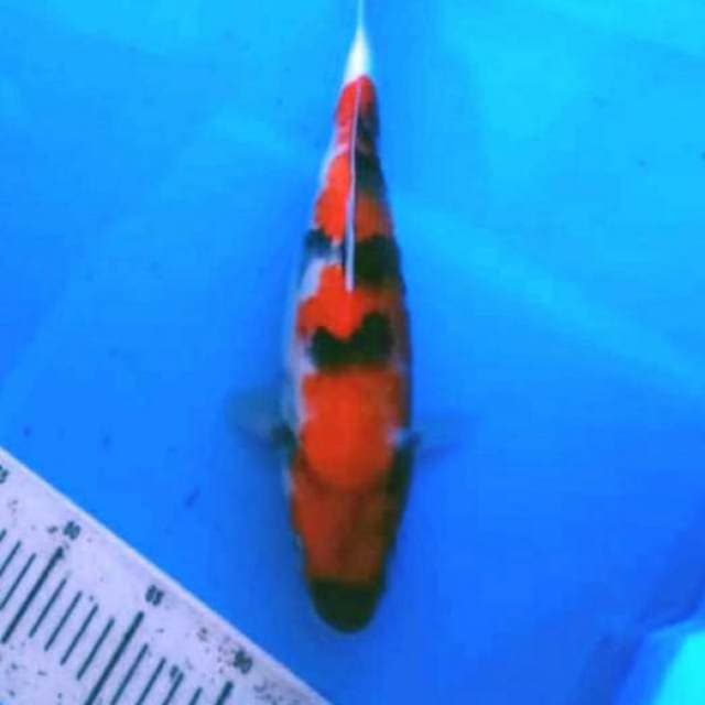 Showa 33cm