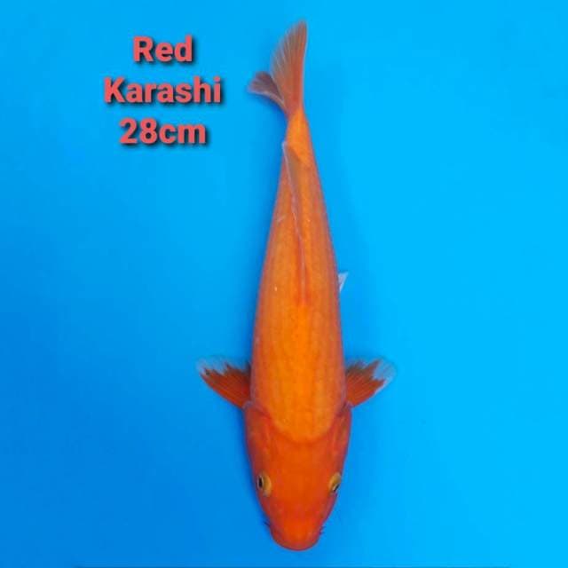 Red Karashi 28cm