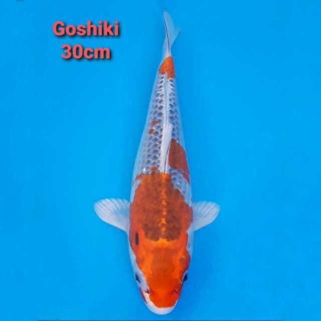 Goshiki 30cm
