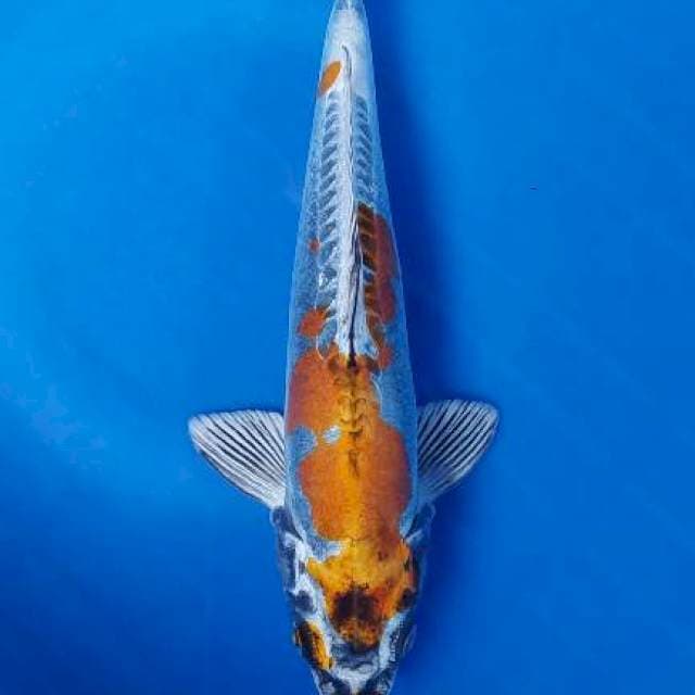 Benikiko