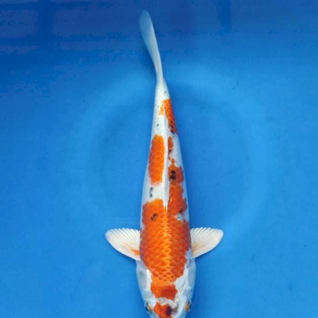 Yamato Nishiki