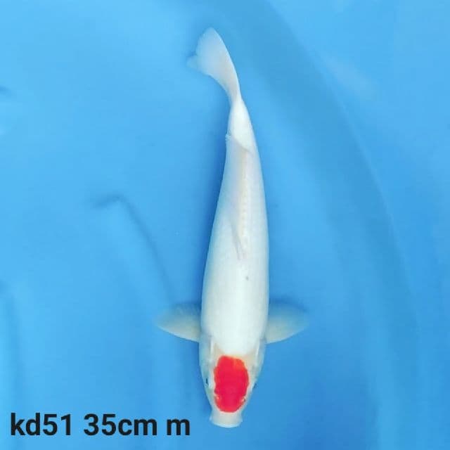 Tancho kohaku original