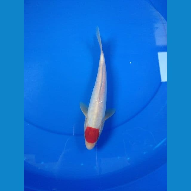 Tancho Doitsu 25cm Jantan