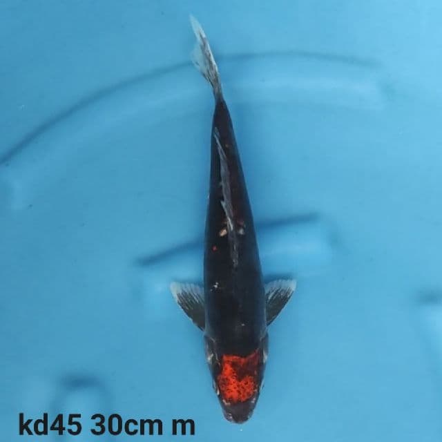 Tancho benikumon