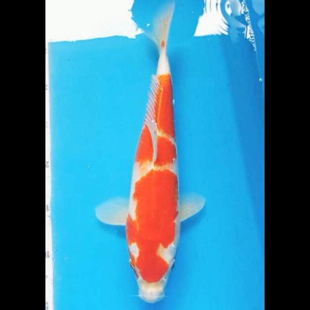 Kohaku metalik
