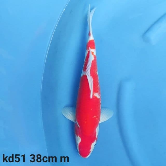 kohaku strong