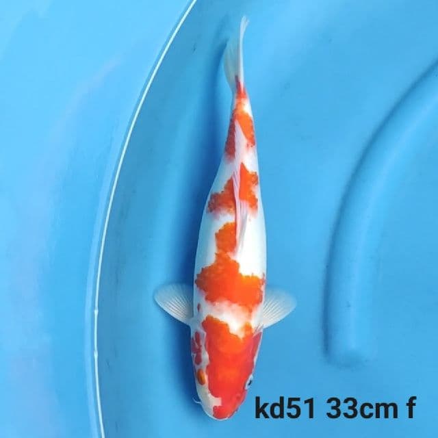 Kohaku F1