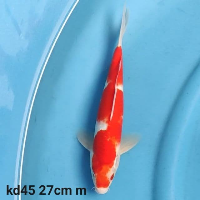 kohaku