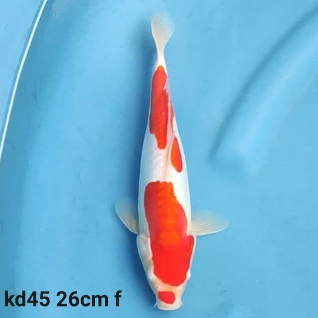 doitsu murni kohaku