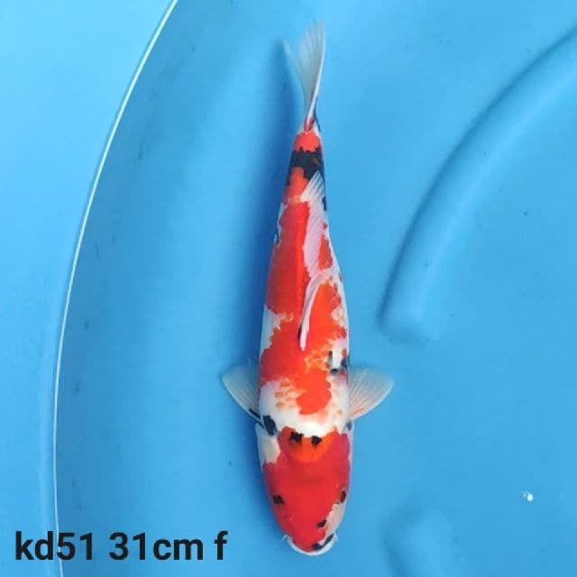 showa tategoi F1