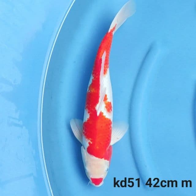 kohaku F1