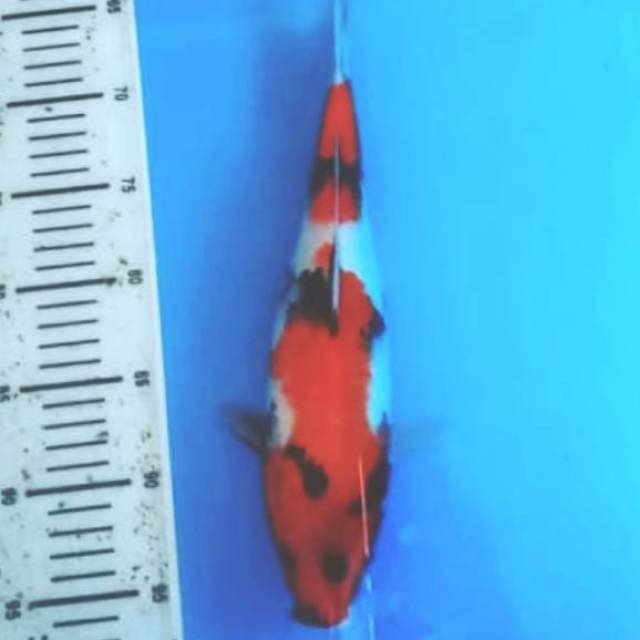 Showa prospek 34cm