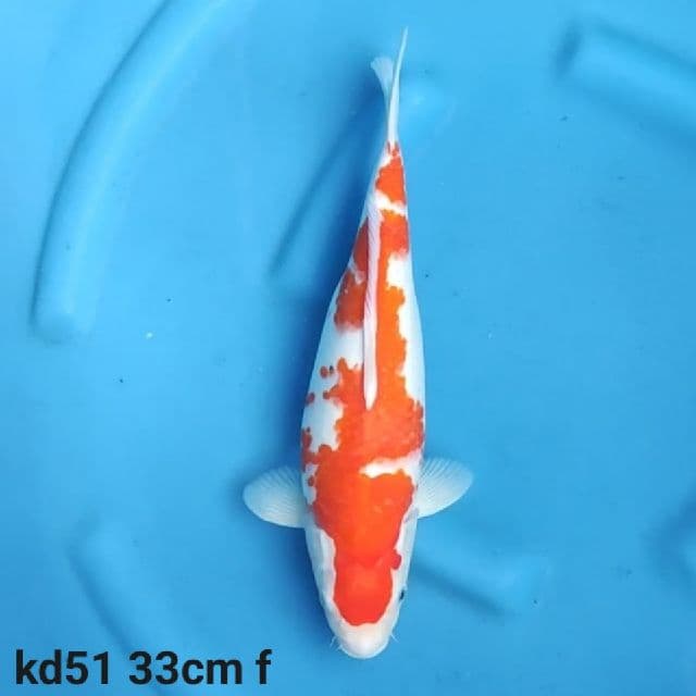 kohaku F1