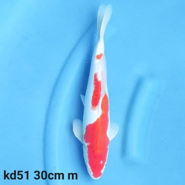 doitsu kohaku