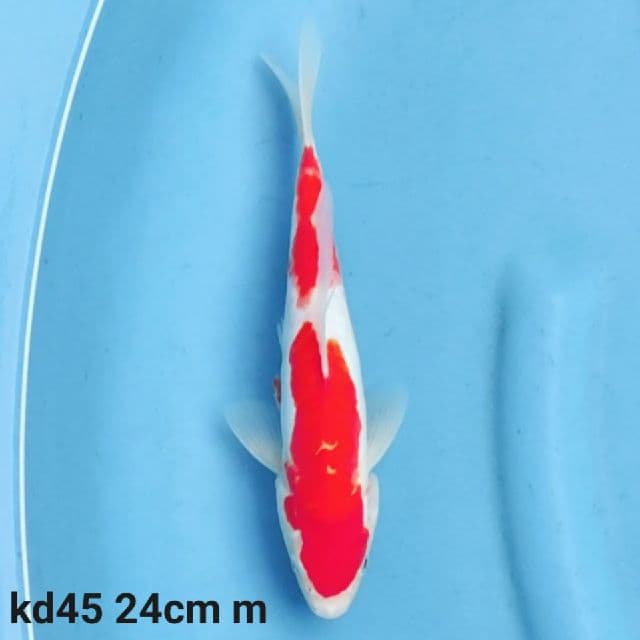 doitsu kohaku