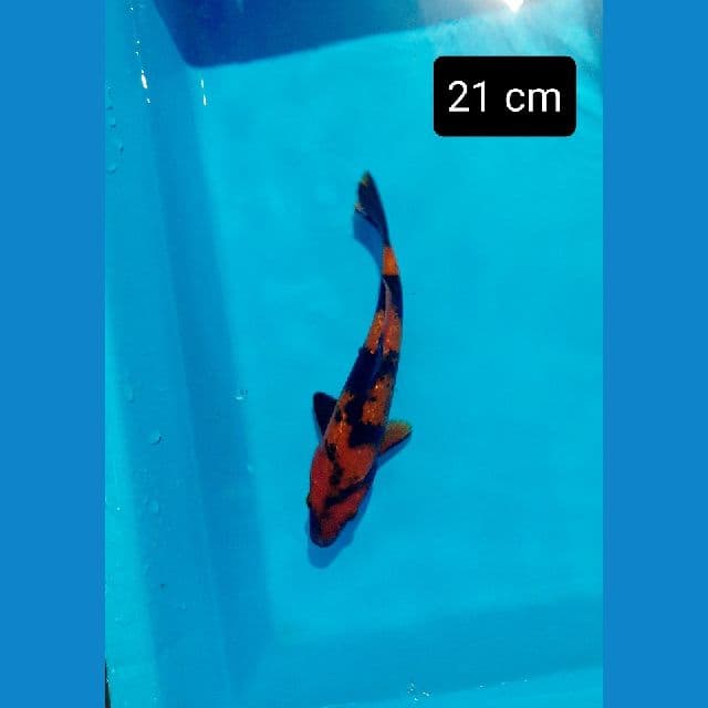 hiu 21 cm