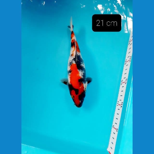 shot body 21 cm