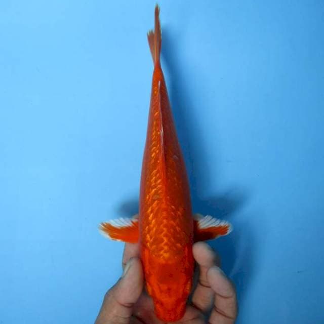 Orenji ogon ginrin