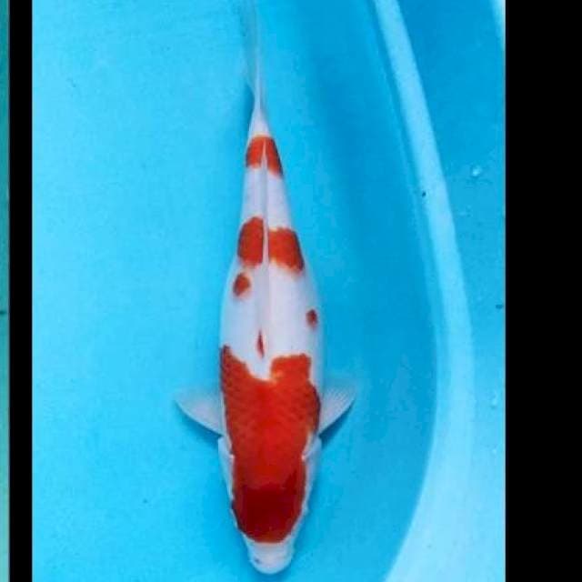 Kohaku 40bu