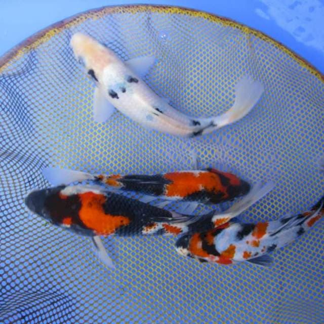 Mixkoi
