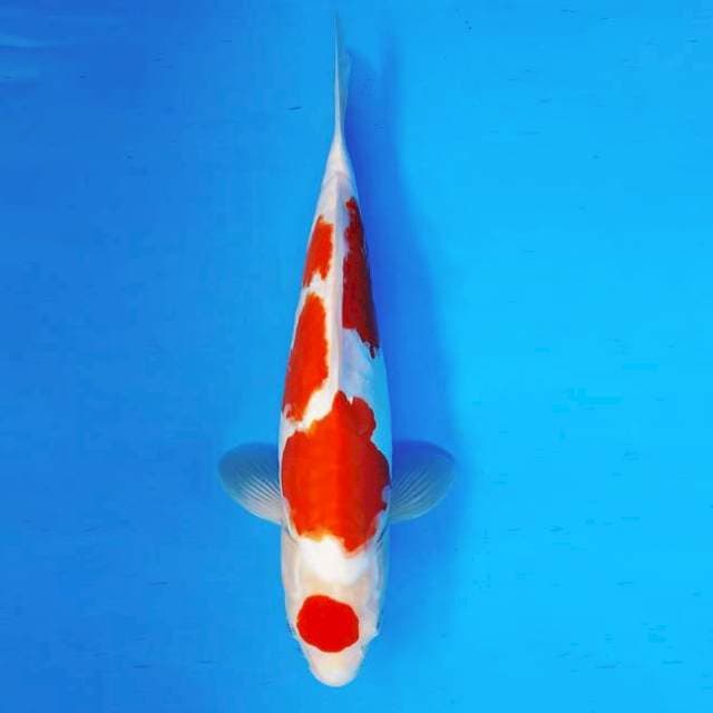 KARURA 11 - MARUTEN KOHAKU DOITSU ®