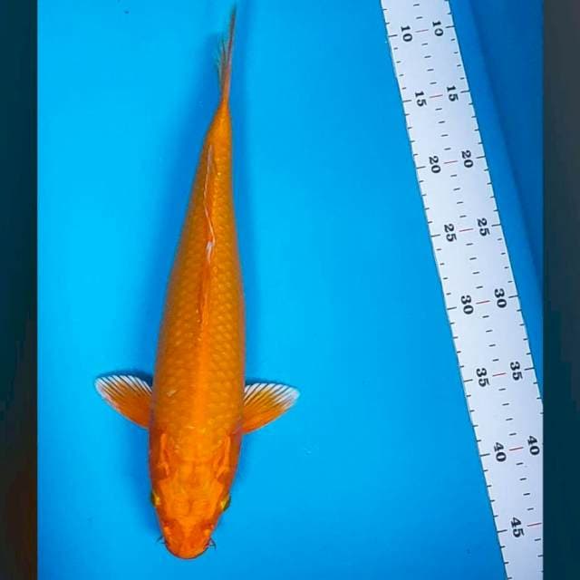 Orenji corn 36cm