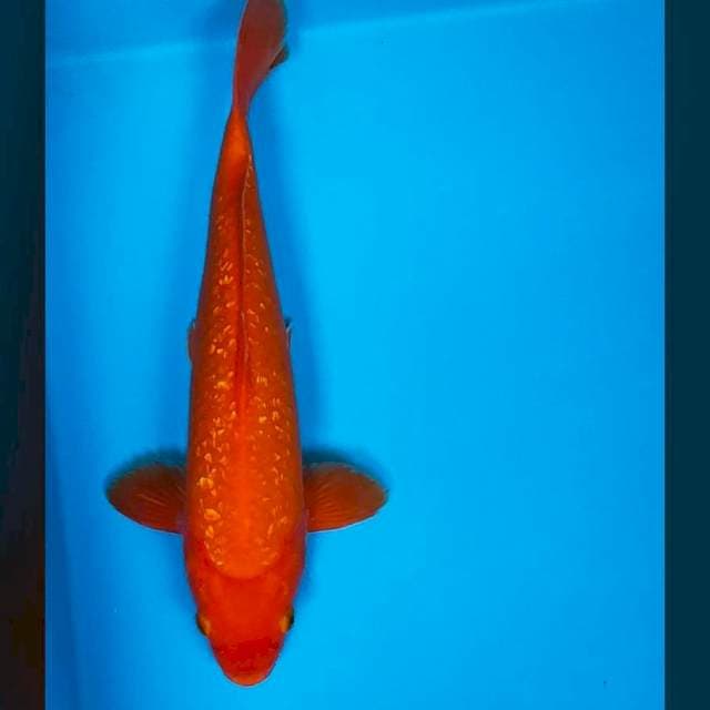Benigoi ginrin super red 29cm male