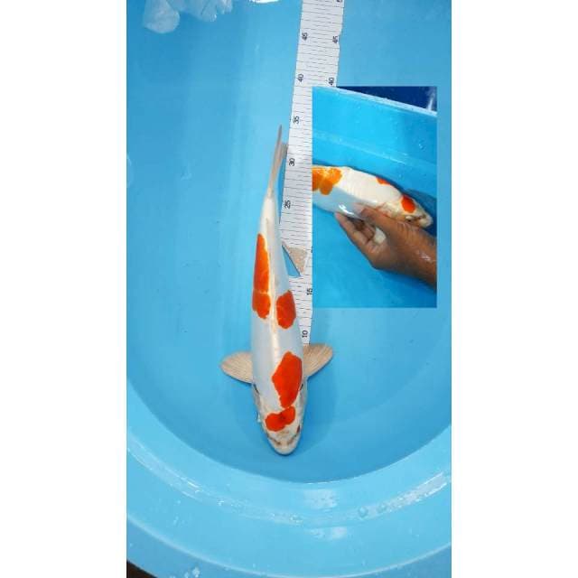 KIKUSHUI 35CM BERPUNUK UNTA MALE